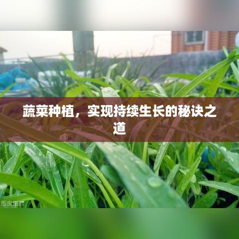 蔬菜种植，实现持续生长的秘诀之道