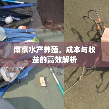 南京水产养殖，成本与收益的高效解析