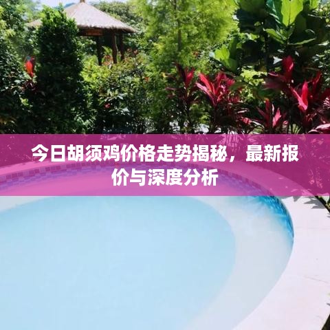 今日胡须鸡价格走势揭秘，最新报价与深度分析