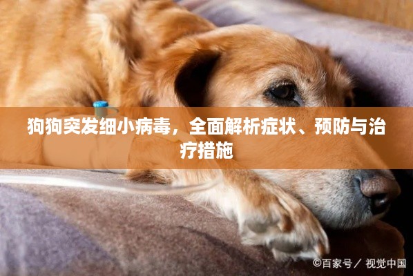 狗狗突发细小病毒，全面解析症状、预防与治疗措施