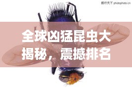 全球凶猛昆虫大揭秘，震撼排名榜单！