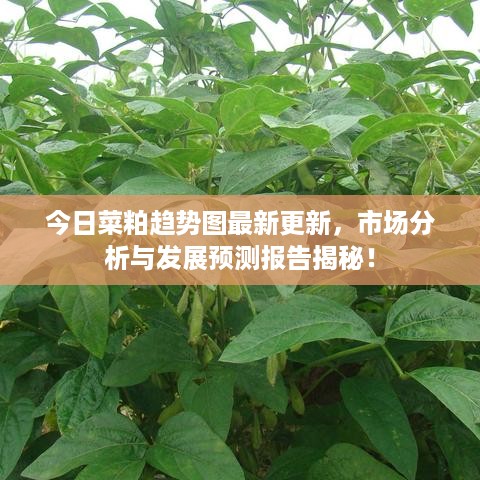 今日菜粕趋势图最新更新，市场分析与发展预测报告揭秘！