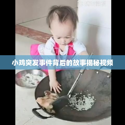 小鸡突发事件背后的故事揭秘视频