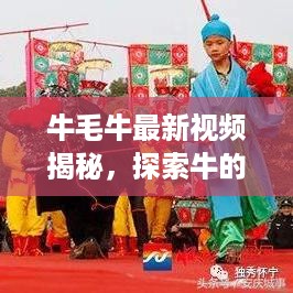 牛毛牛最新视频揭秘，探索牛的神秘世界之旅