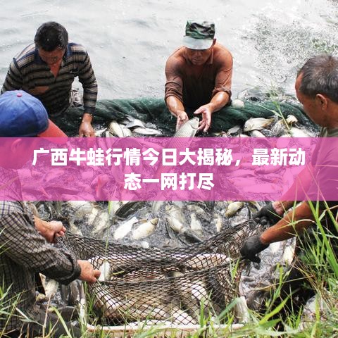 广西牛蛙行情今日大揭秘，最新动态一网打尽