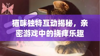 猫咪独特互动揭秘，亲密游戏中的挠痒乐趣