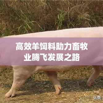 高效羊饲料助力畜牧业腾飞发展之路