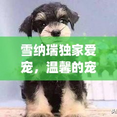 雪纳瑞独家爱宠，温馨的宠物情缘之旅