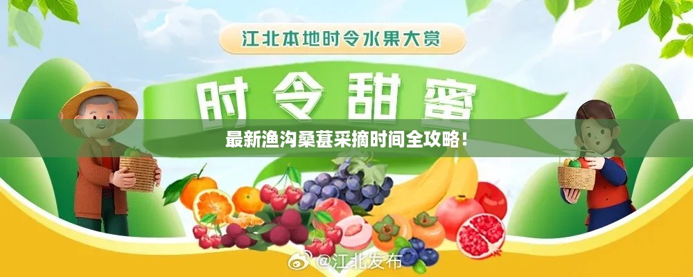 最新渔沟桑葚采摘时间全攻略！