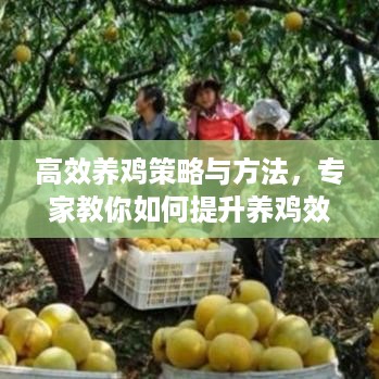高效养鸡策略与方法，专家教你如何提升养鸡效率