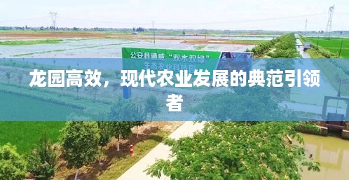 龙园高效，现代农业发展的典范引领者