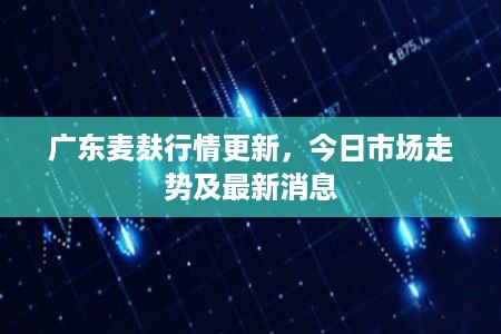 广东麦麸行情更新，今日市场走势及最新消息