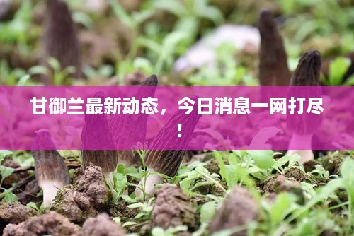 甘御兰最新动态，今日消息一网打尽！