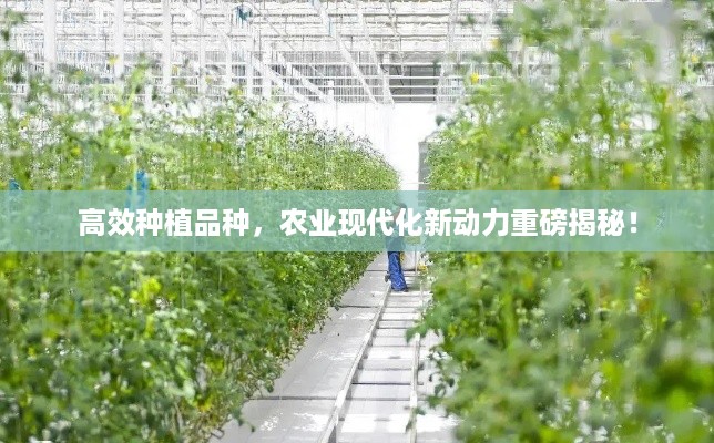 高效种植品种，农业现代化新动力重磅揭秘！