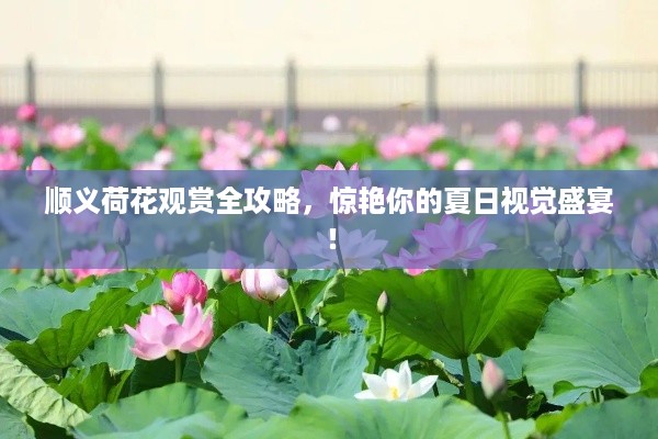 顺义荷花观赏全攻略，惊艳你的夏日视觉盛宴！