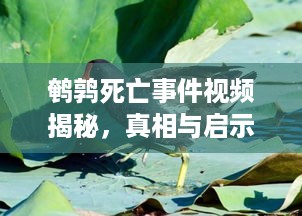 鹌鹑死亡事件视频揭秘，真相与启示浮出水面