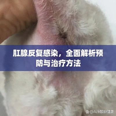 肛腺反复感染，全面解析预防与治疗方法