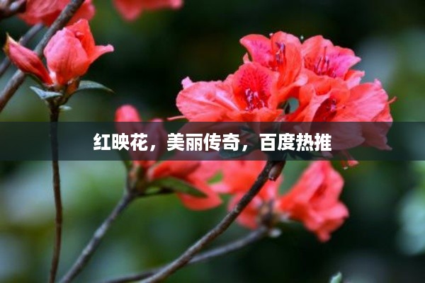 红映花，美丽传奇，百度热推