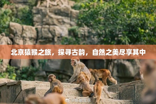 北京猿猴之旅，探寻古韵，自然之美尽享其中