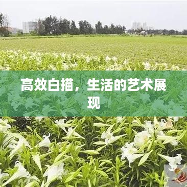 高效白描，生活的艺术展现