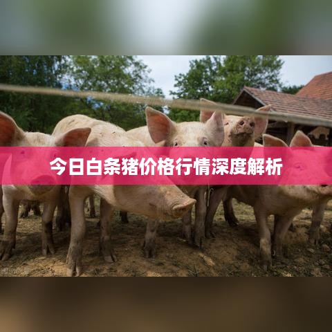 今日白条猪价格行情深度解析