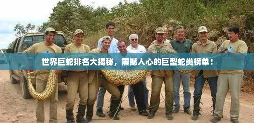 世界巨蛇排名大揭秘，震撼人心的巨型蛇类榜单！