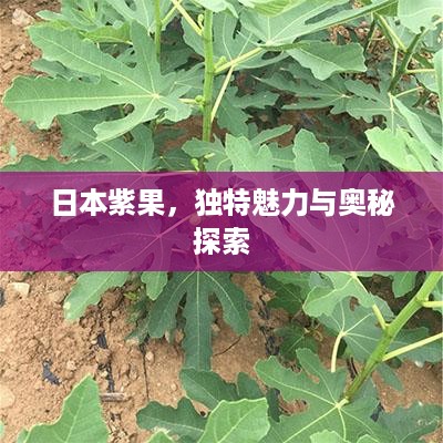 日本紫果，独特魅力与奥秘探索