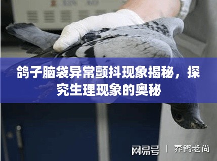 鸽子脑袋异常颤抖现象揭秘，探究生理现象的奥秘