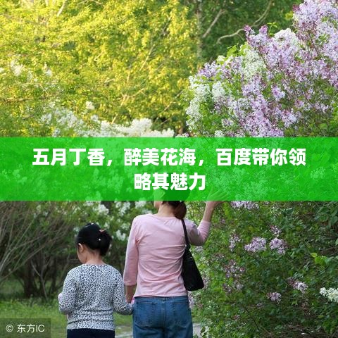 五月丁香，醉美花海，百度带你领略其魅力